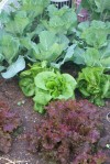 Lettuce and Cabbage in raised bed  4-20